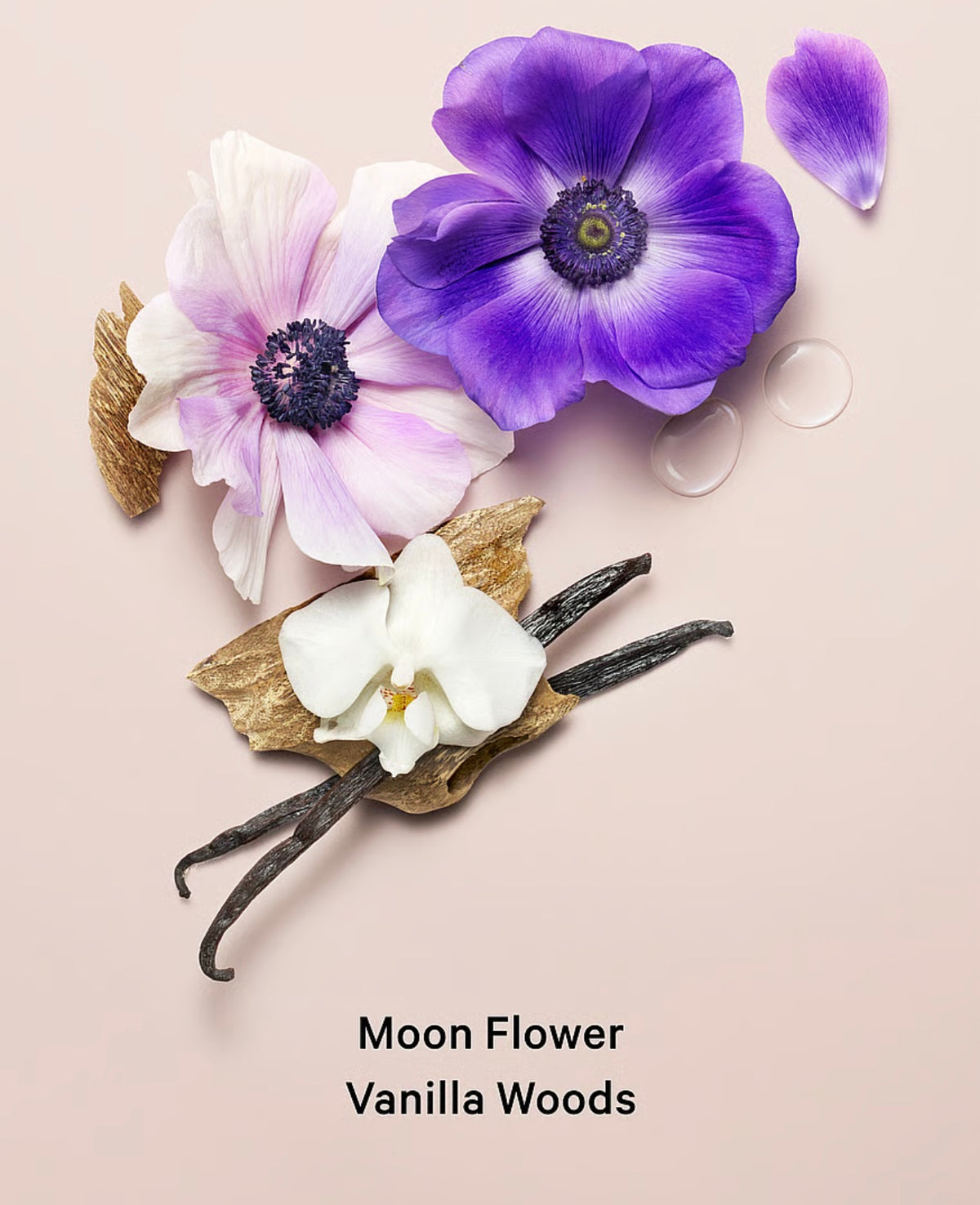 Splash perfumada Midnight Bloom