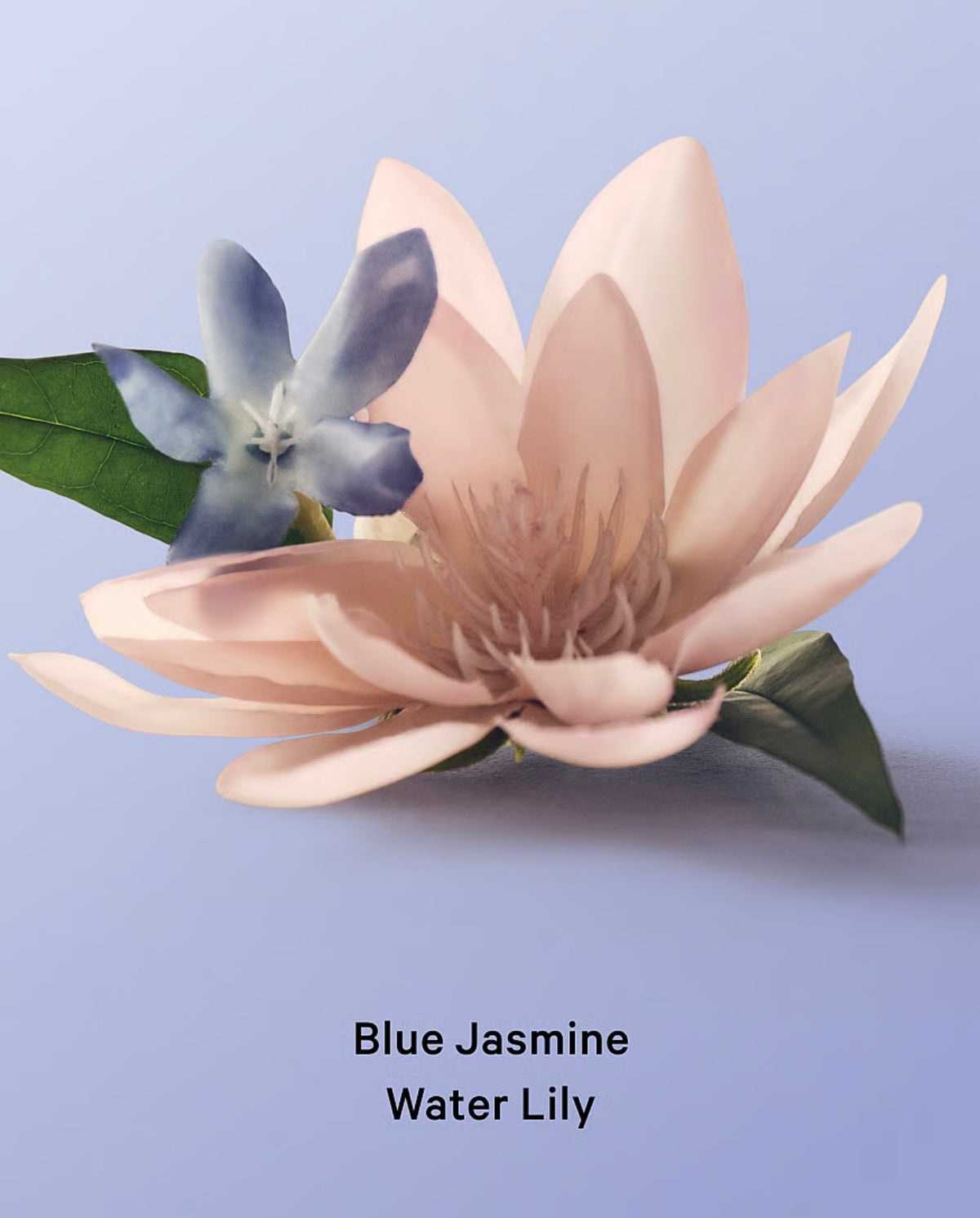 Exfoliante corporal Blue Jasmine Water Lily Whipped